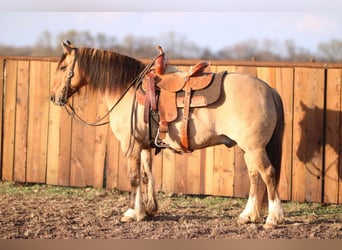 Quarter pony Croisé, Hongre, 8 Ans, 142 cm, Isabelle
