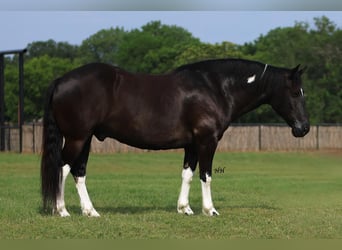 Quarter pony, Hongre, 8 Ans, 142 cm