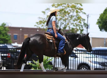 Quarter pony, Hongre, 8 Ans, 142 cm