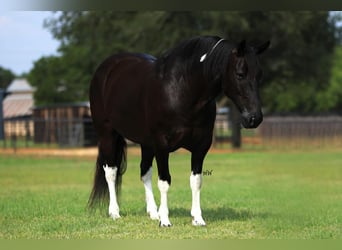Quarter pony, Hongre, 8 Ans, 142 cm