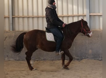 Quarter pony Croisé, Hongre, 8 Ans, 145 cm, Alezan brûlé