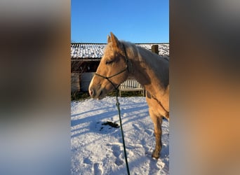 Quarter pony, Hongre, 8 Ans, 157 cm, Palomino