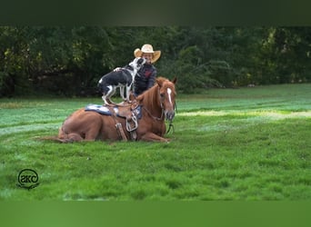 Quarter pony, Hongre, 8 Ans, Alezan cuivré