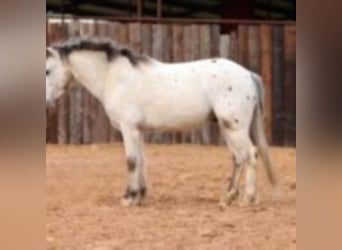 Quarter pony, Hongre, 9 Ans, 104 cm, Blanc