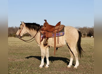 Quarter pony, Hongre, 9 Ans, 117 cm, Buckskin