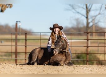 Quarter pony, Hongre, 9 Ans, 122 cm