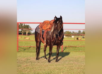 Quarter pony, Hongre, 9 Ans, 130 cm, Noir