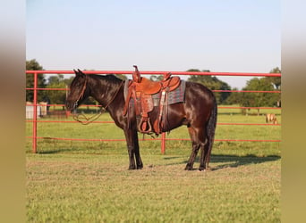 Quarter pony, Hongre, 9 Ans, 130 cm, Noir
