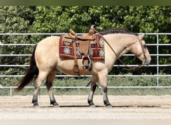 Quarter pony, Hongre, 9 Ans, 132 cm, Buckskin