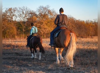 Quarter pony, Hongre, 9 Ans, 137 cm, Bai cerise
