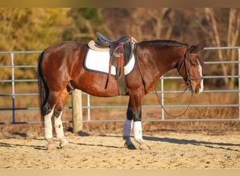 Quarter pony, Hongre, 9 Ans, 137 cm, Bai cerise