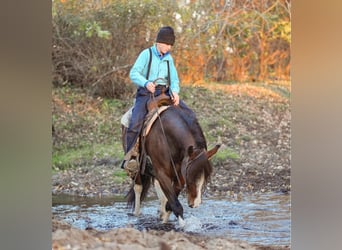 Quarter pony, Hongre, 9 Ans, 137 cm, Bai cerise