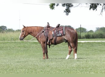 Quarter pony, Hongre, 9 Ans, 140 cm, Rouan Rouge