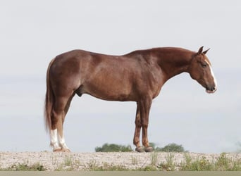 Quarter pony, Hongre, 9 Ans, 140 cm, Rouan Rouge
