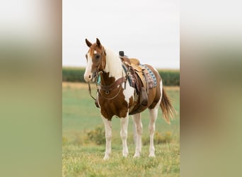 Quarter pony, Hongre, 9 Ans, 142 cm, Pinto