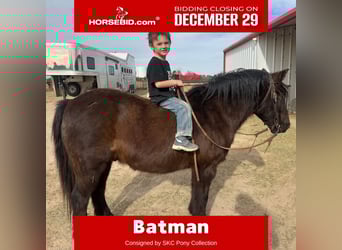 Quarter pony, Hongre, 9 Ans, Noir