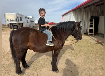 Quarter pony, Hongre, 9 Ans