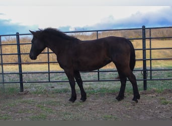 Quarter pony Croisé, Jument, 10 Ans, 132 cm, Bai brun