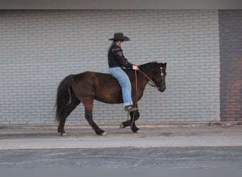 Quarter pony Croisé, Jument, 10 Ans, 132 cm, Bai brun