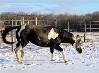 Quarter pony, Jument, 10 Ans, 132 cm, Overo-toutes couleurs