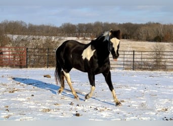 Quarter pony, Jument, 10 Ans, 132 cm, Overo-toutes couleurs