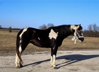 Quarter pony, Jument, 10 Ans, 132 cm, Overo-toutes couleurs