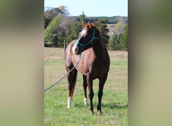 Quarter pony, Jument, 10 Ans, 142 cm, Alezan