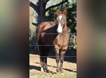 Quarter pony, Jument, 10 Ans, 142 cm, Alezan