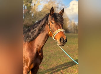 Quarter pony Croisé, Jument, 10 Ans, 145 cm, Bai