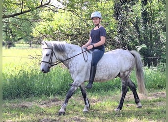 Quarter pony Croisé, Jument, 10 Ans, 152 cm, Alezan