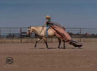 Quarter pony, Jument, 11 Ans, 132 cm, Buckskin