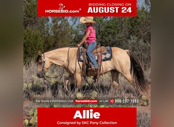 Quarter pony, Jument, 11 Ans, 132 cm, Buckskin