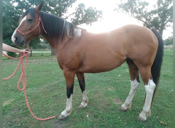Quarter pony Croisé, Jument, 11 Ans, 142 cm, Bai cerise