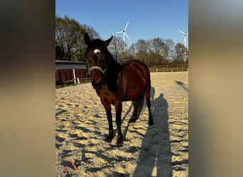 Quarter pony Croisé, Jument, 11 Ans, 147 cm, Bai