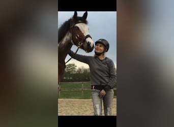 Quarter pony, Jument, 11 Ans, 155 cm, Overo-toutes couleurs