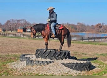 Quarter pony, Jument, 12 Ans, 140 cm, Bai cerise