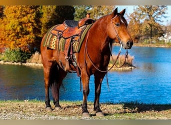 Quarter pony, Jument, 12 Ans, 140 cm, Bai cerise