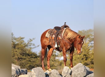 Quarter pony, Jument, 12 Ans, 142 cm, Alezan cuivré