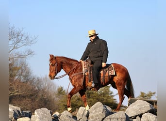 Quarter pony, Jument, 12 Ans, 142 cm, Alezan cuivré