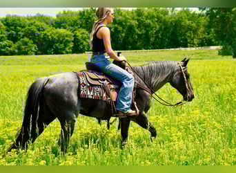 Quarter pony, Jument, 12 Ans, 142 cm, Rouan Bleu