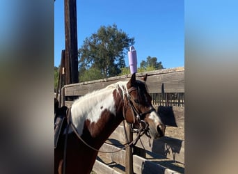 Quarter pony, Jument, 13 Ans, 135 cm, Tobiano-toutes couleurs