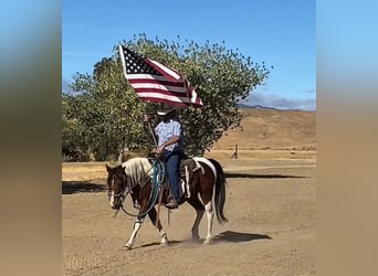 Quarter pony, Jument, 13 Ans, 135 cm, Tobiano-toutes couleurs