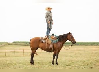 Quarter pony, Jument, 13 Ans, 137 cm, Bai cerise