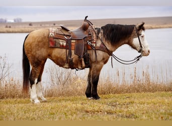 Quarter pony, Jument, 13 Ans, 137 cm, Buckskin
