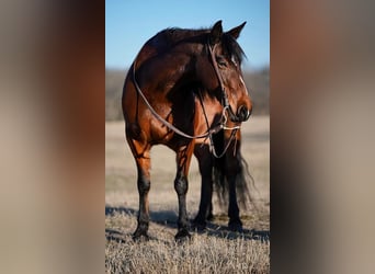Quarter pony, Jument, 13 Ans, 142 cm, Bai cerise