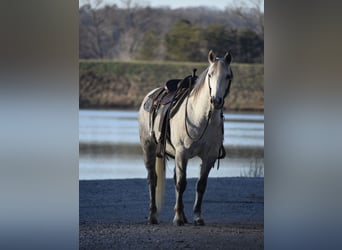 Quarter pony, Jument, 13 Ans, 147 cm, Gris pommelé