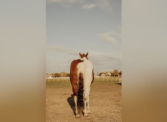 Quarter pony, Jument, 13 Ans