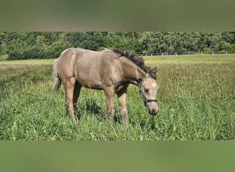 Quarter pony, Jument, 1 Année, 145 cm, Buckskin