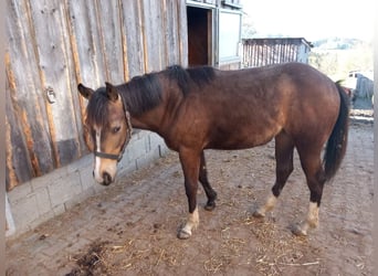 Quarter pony, Jument, 1 Année, 150 cm, Buckskin