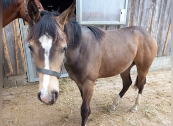 Quarter pony, Jument, 1 Année, 150 cm, Buckskin